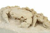 Fossil Crab (Potamon) Preserved in Travertine - Turkey #242887-2